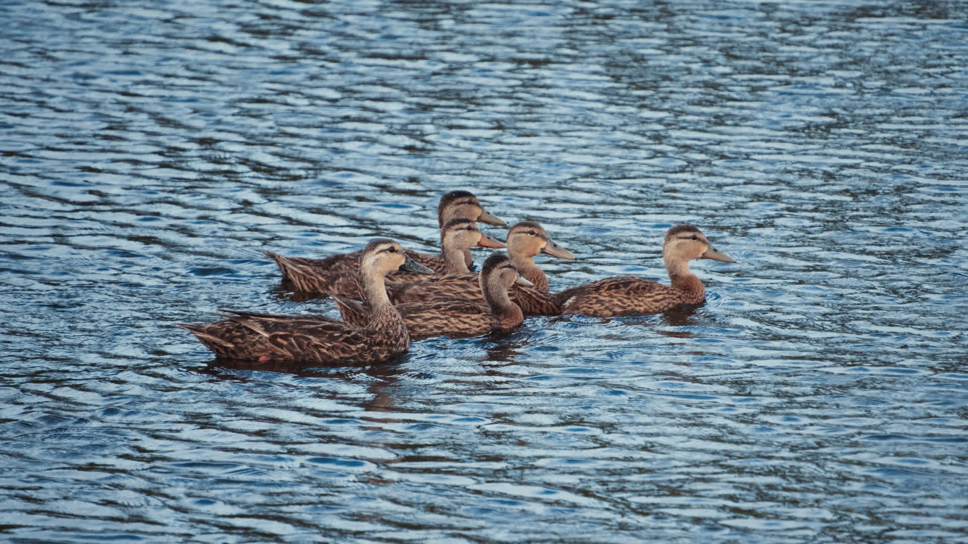 应用 LUT 后预览