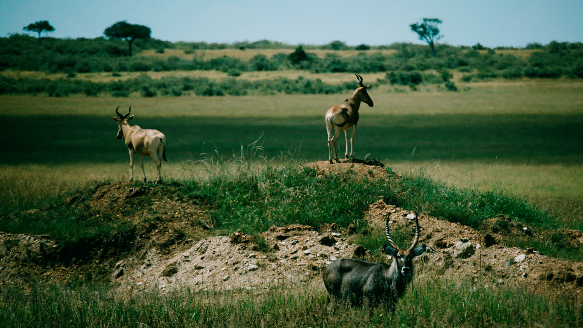 应用 LUT 后预览