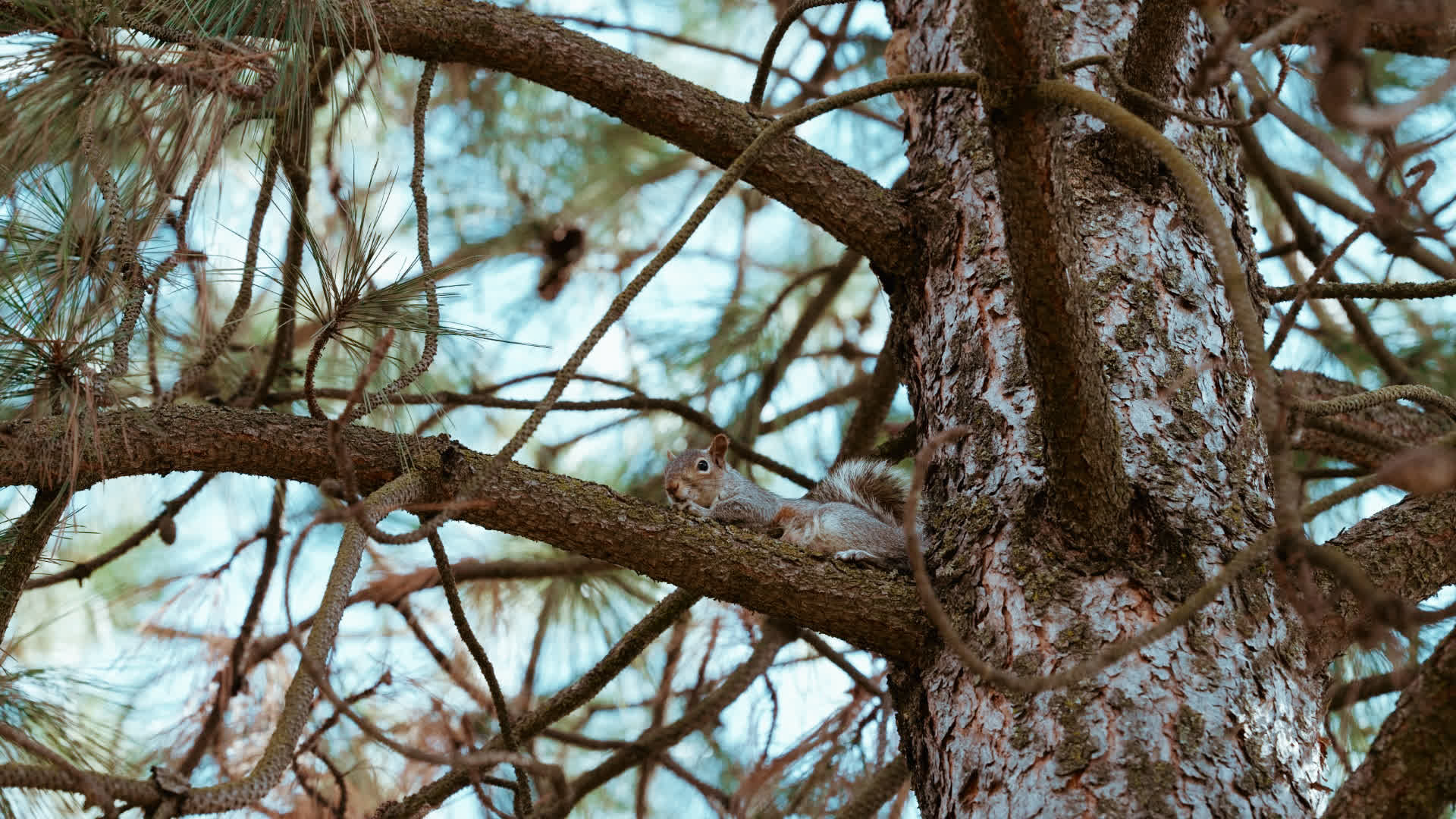 应用 LUT 后预览