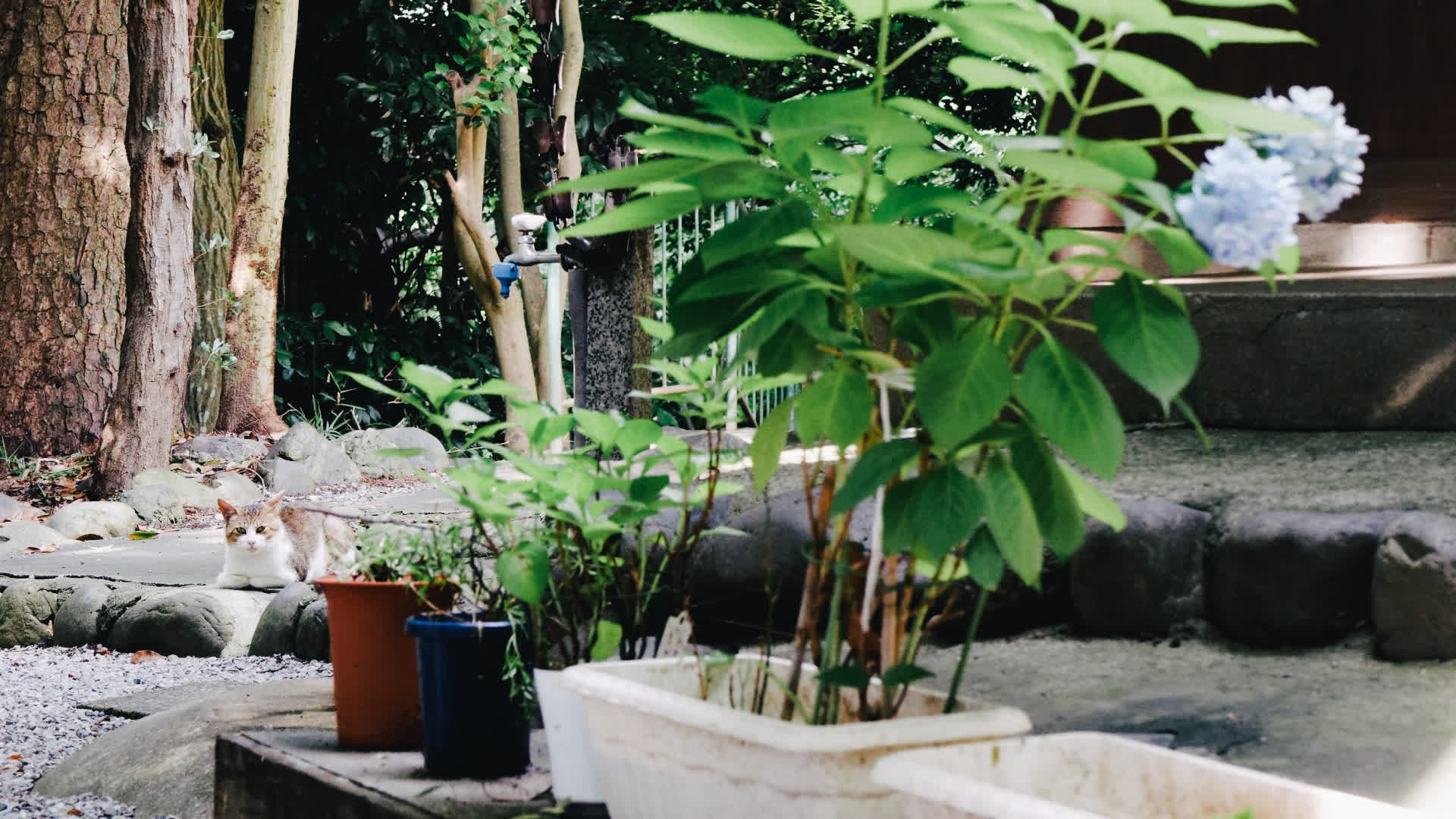 应用 LUT 后预览