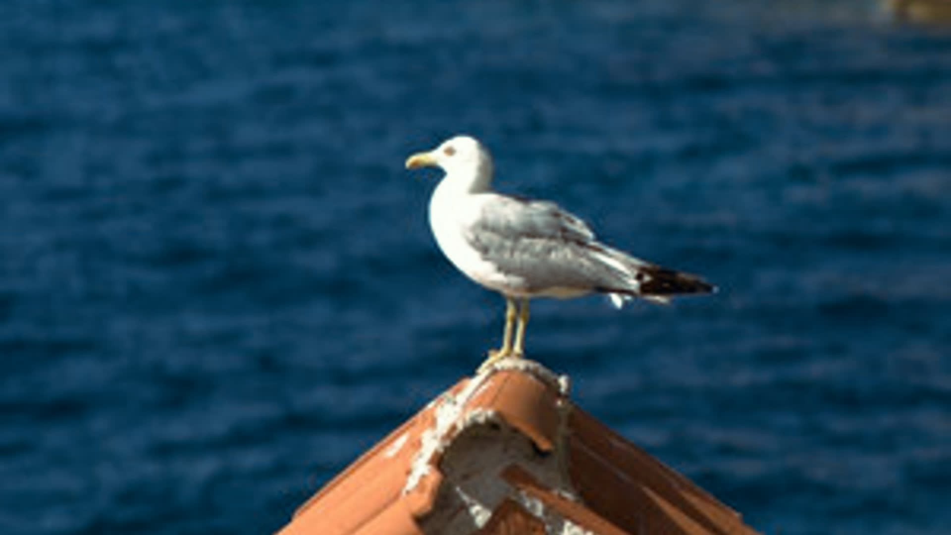 应用 LUT 后预览