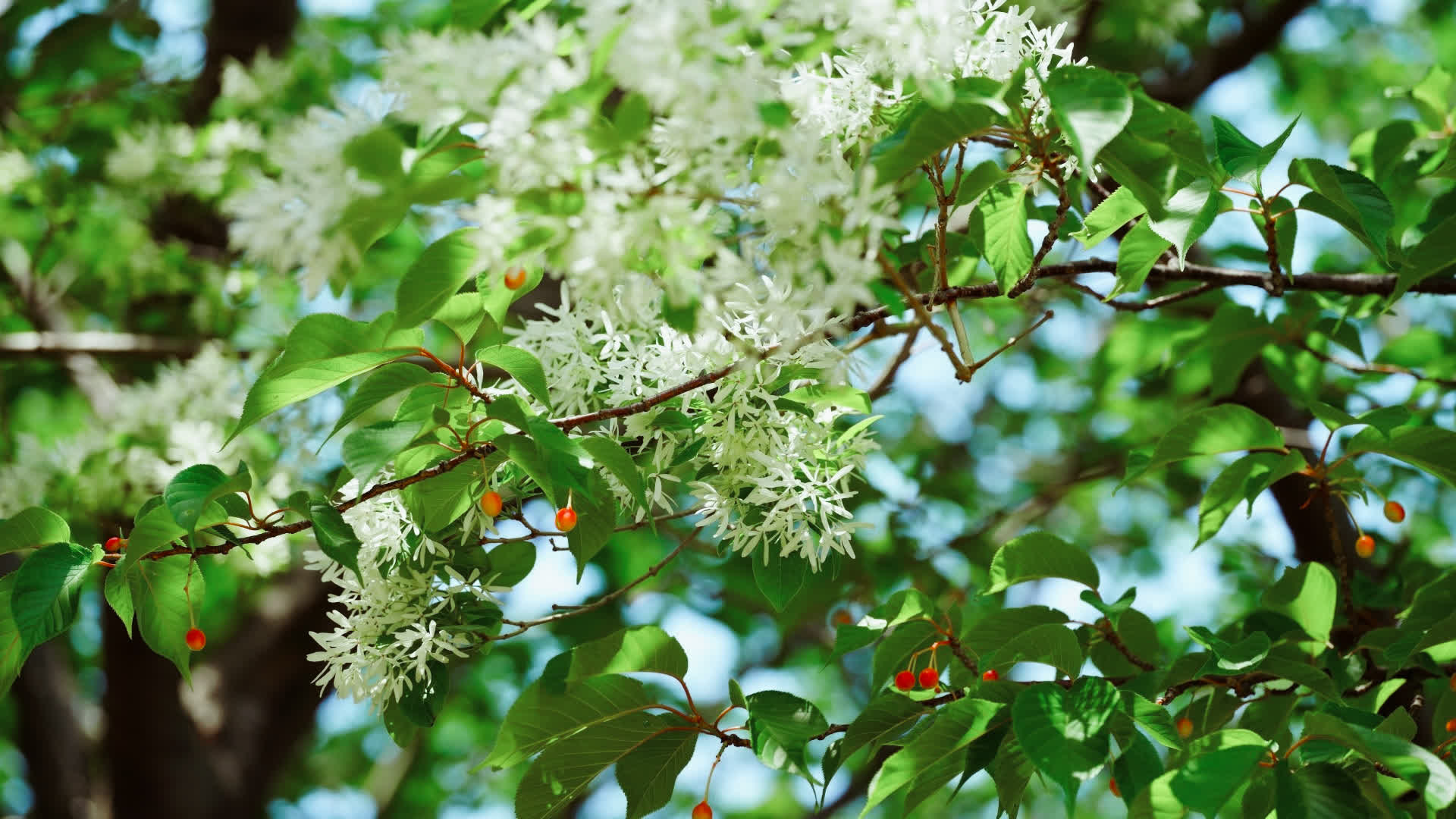 应用 LUT 后预览