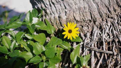 富士Fuji FP-100c 2 -