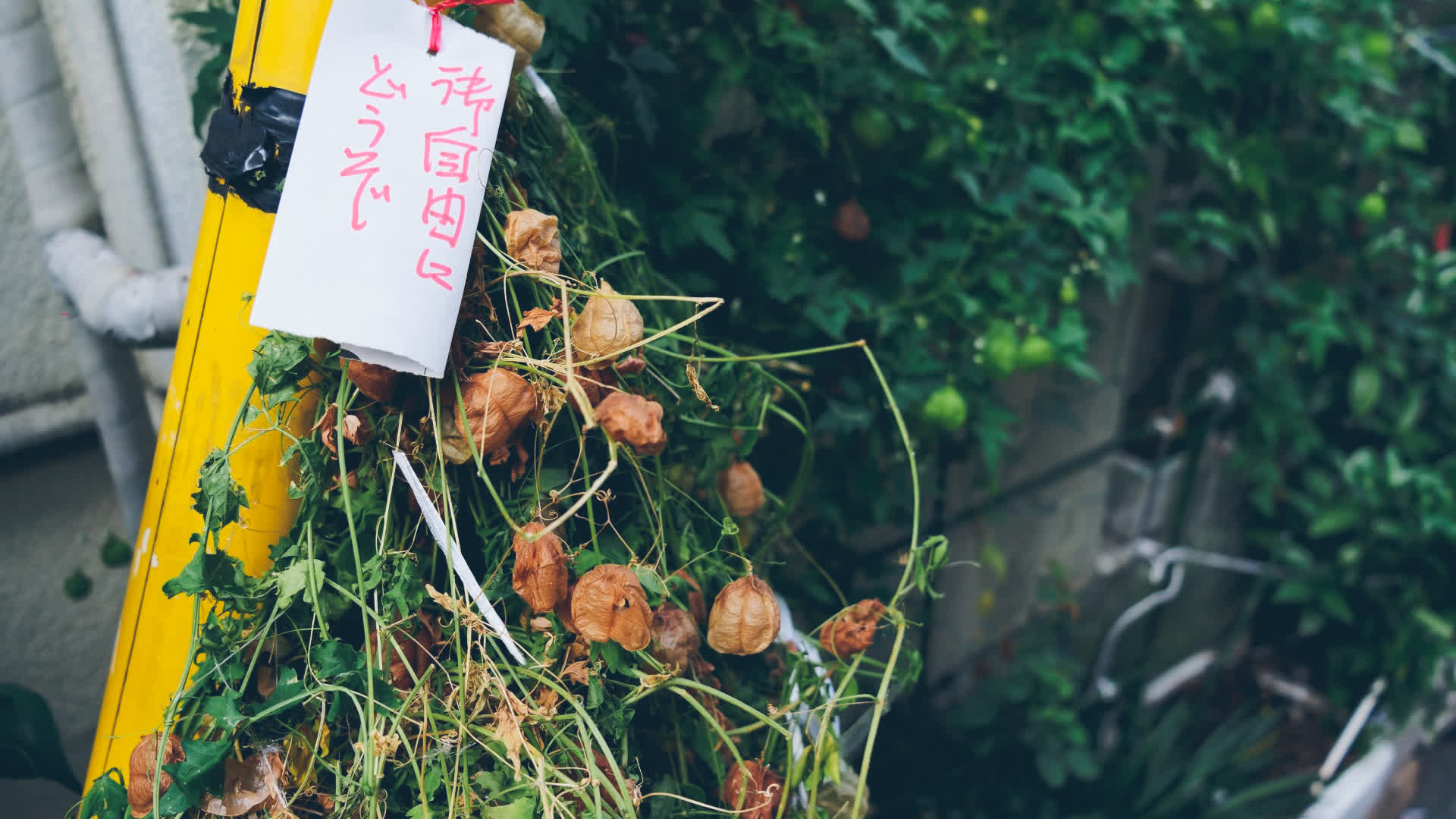 应用 LUT 后预览