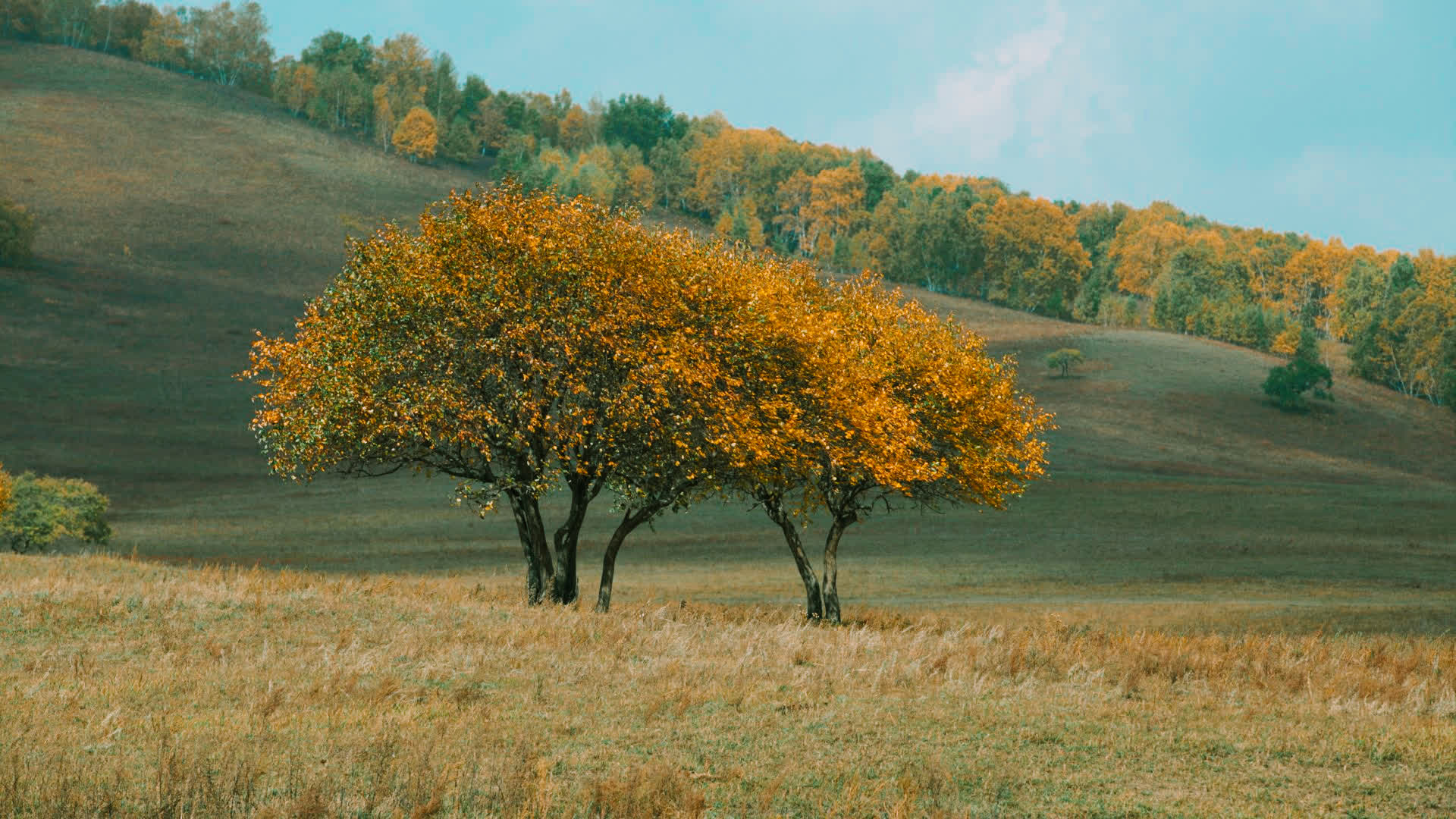 应用 LUT 后预览
