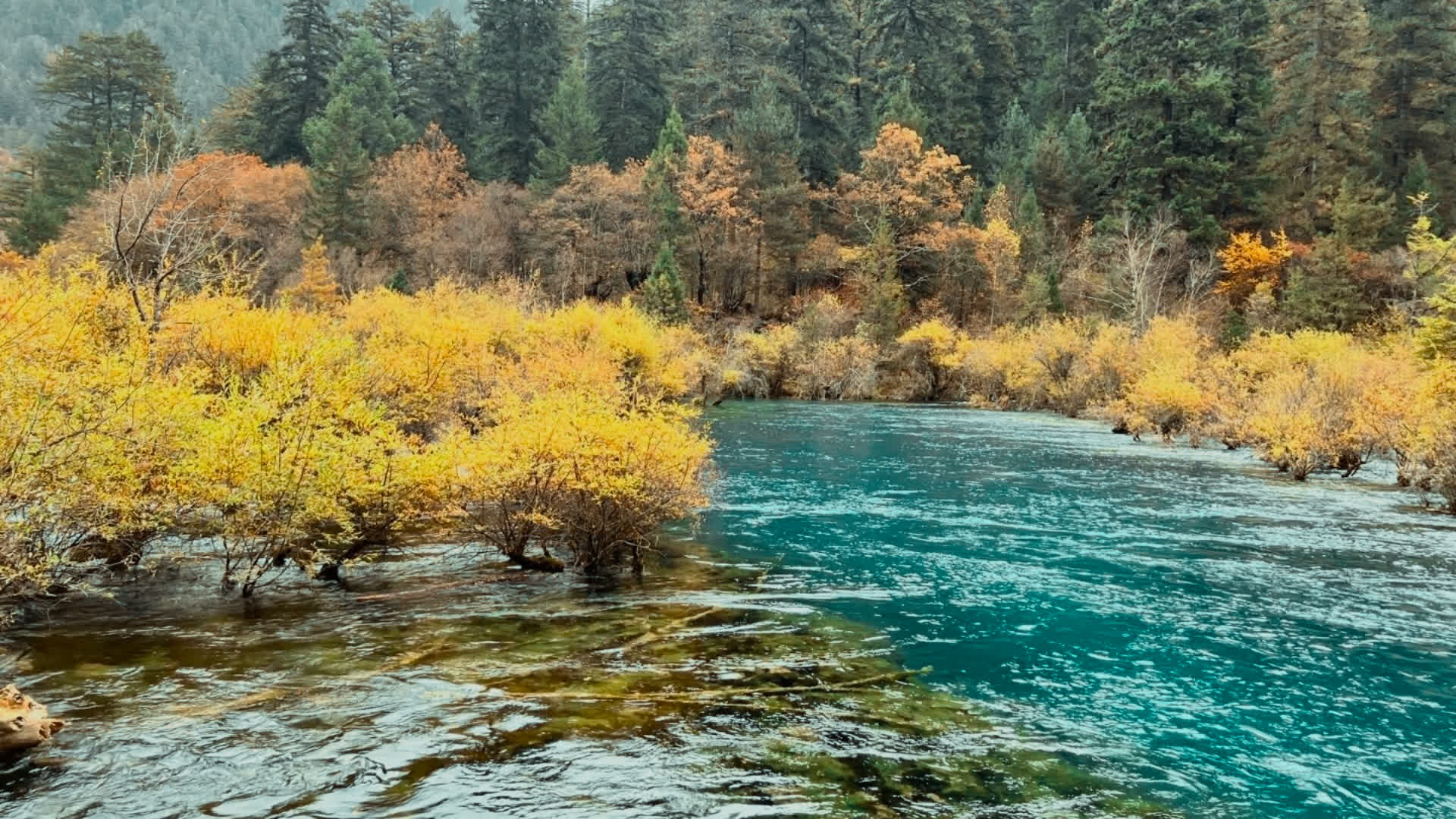 应用 LUT 后预览