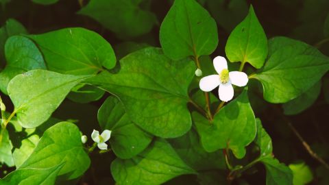 宝丽来Polaroid 690 Warm 322