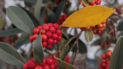 双色调的红色和蓝色 适用于恐怖电影