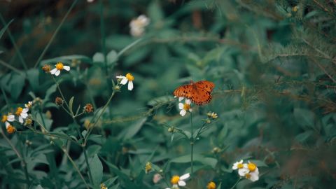具有深绿色和对比度的惊悚电影外观