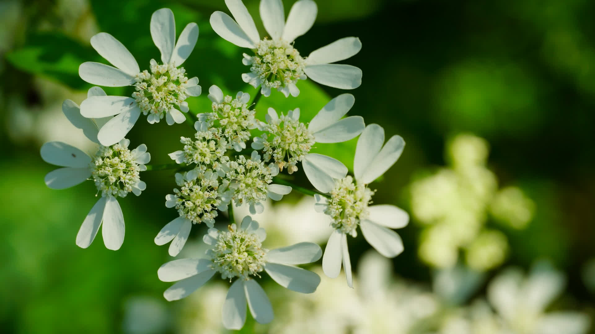 应用 LUT 后预览