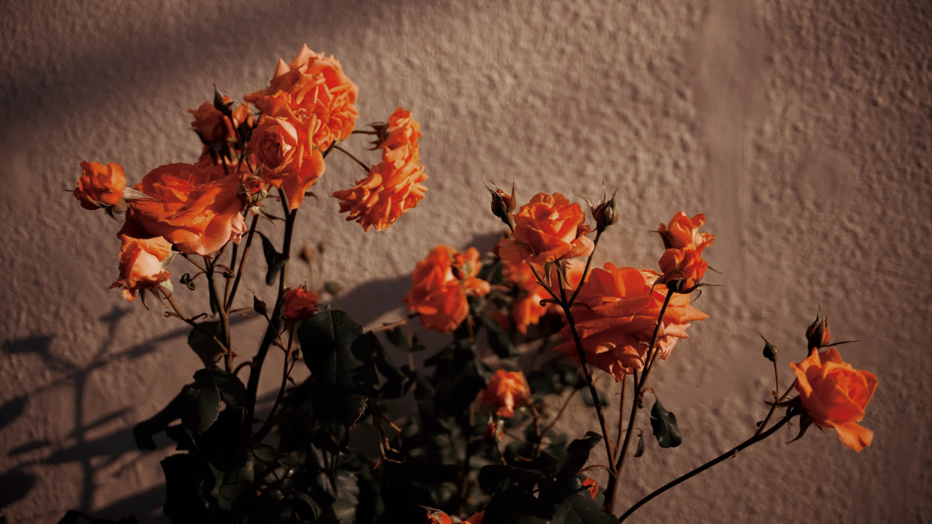 应用 LUT 后预览