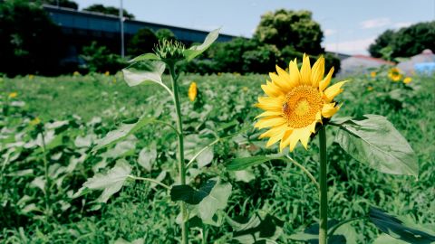 柯达 Portra 160 VC 1 -