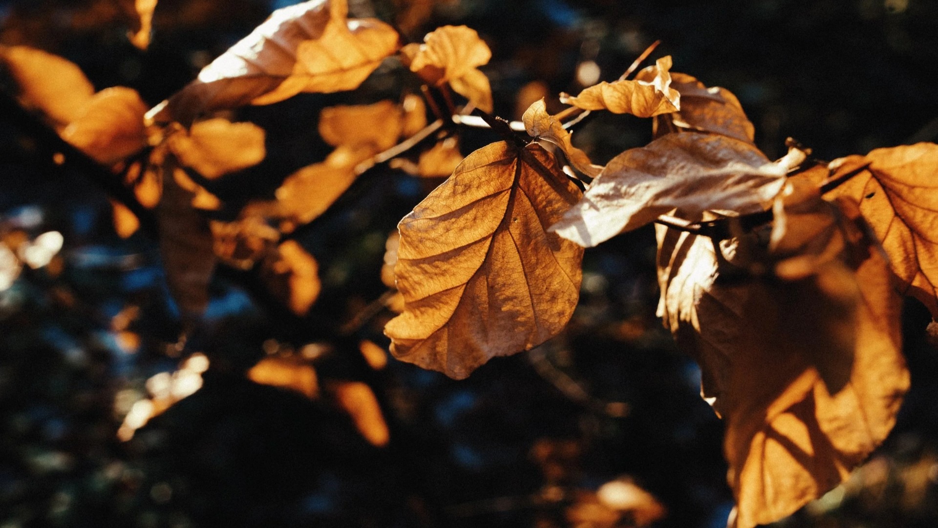 应用 LUT 后预览