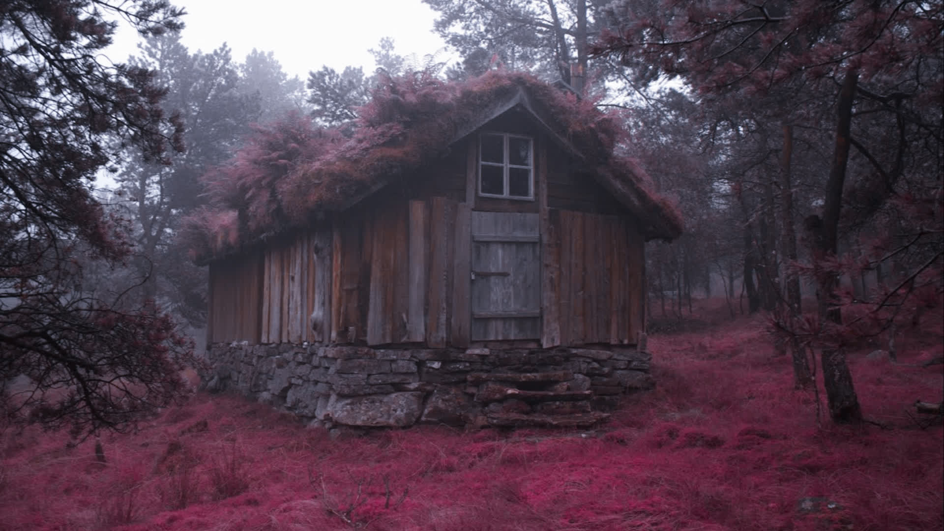 应用 LUT 后预览