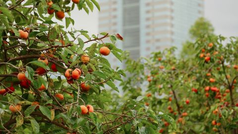 富士花卉Premium 400 reds