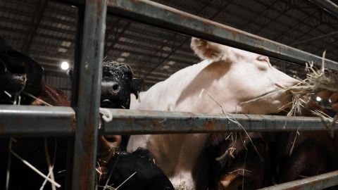 绿色氛围的去饱和度和清晰肤色