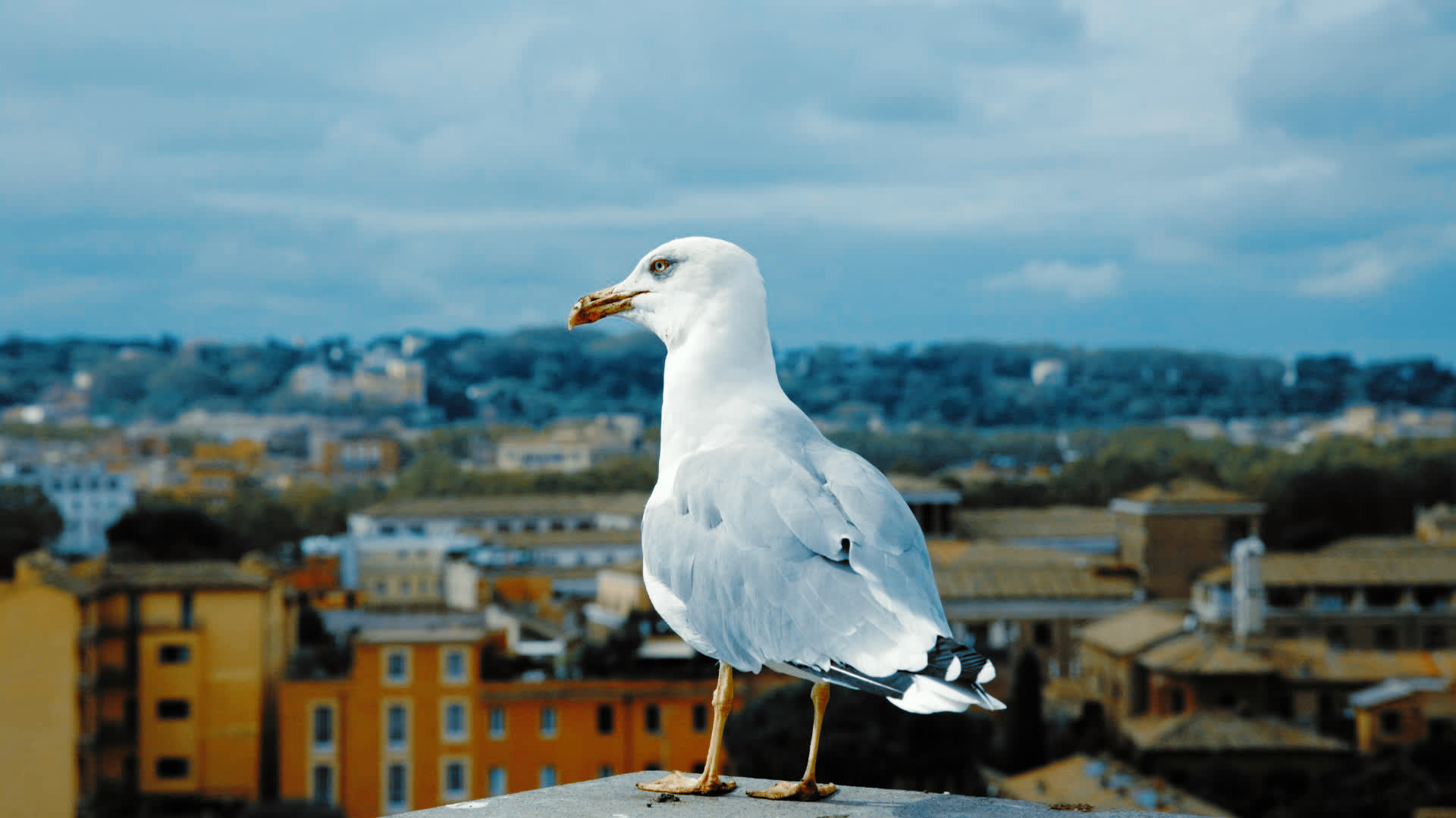 应用 LUT 后预览