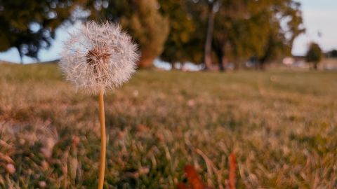 苍白古老的戏剧电影