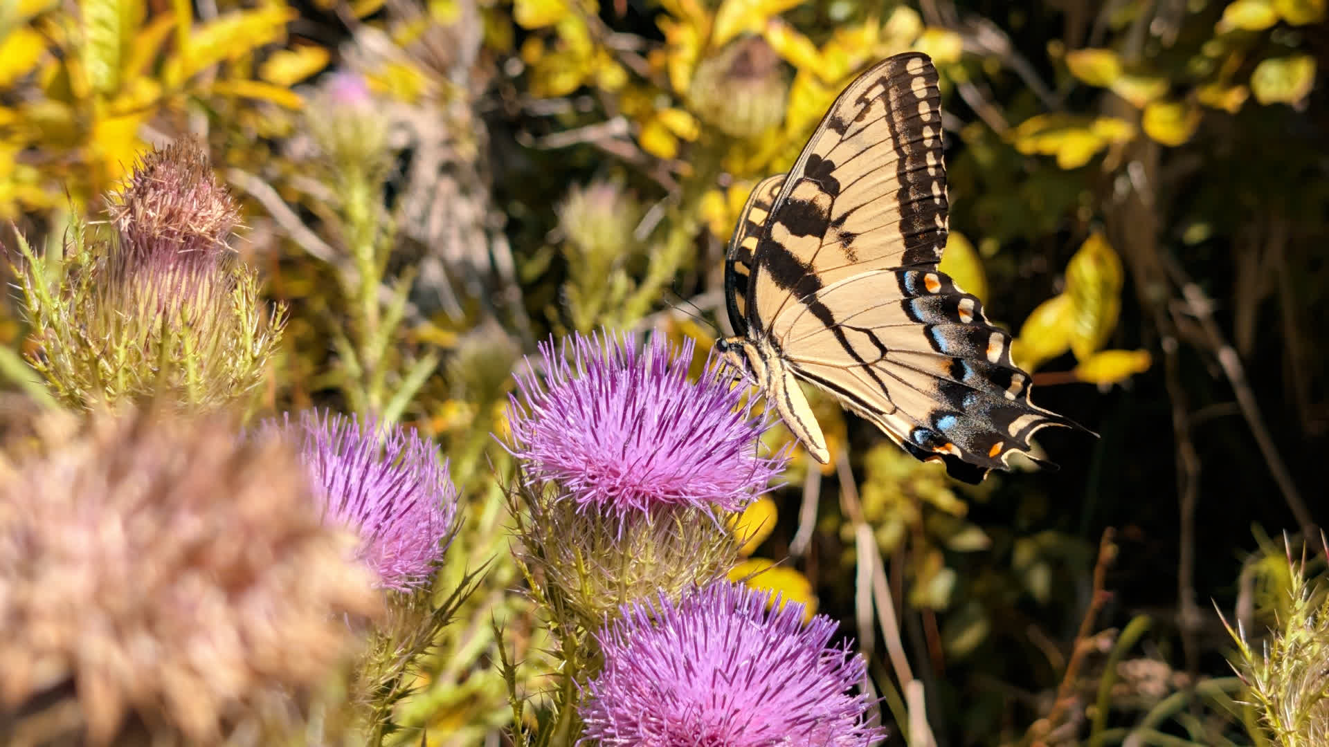 应用 LUT 后预览