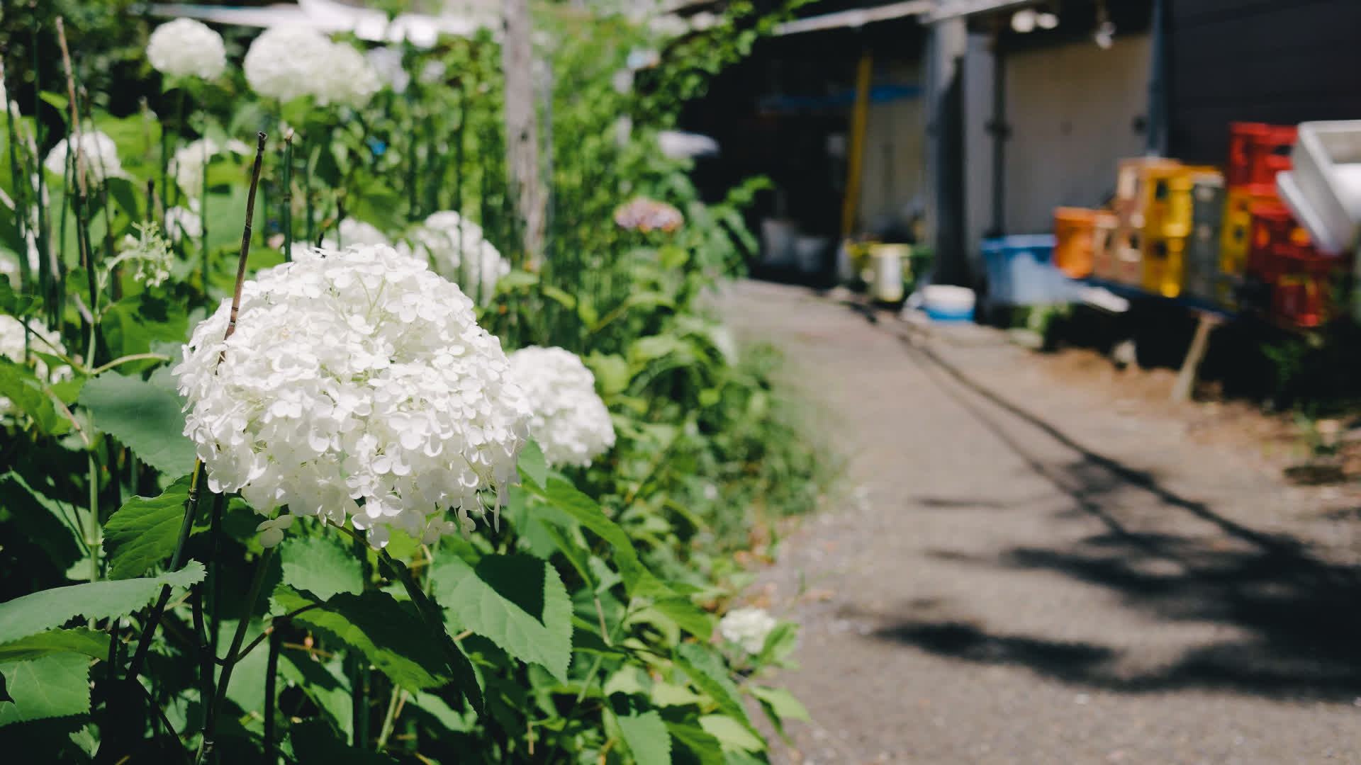 应用 LUT 后预览