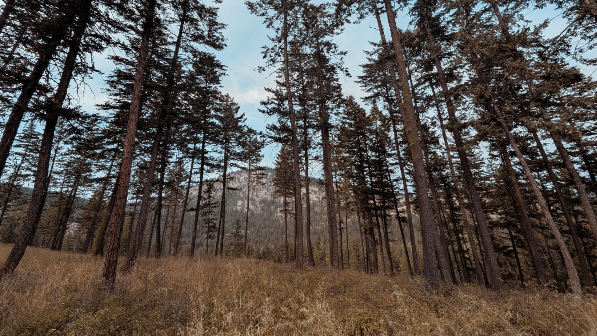 应用 LUT 后预览