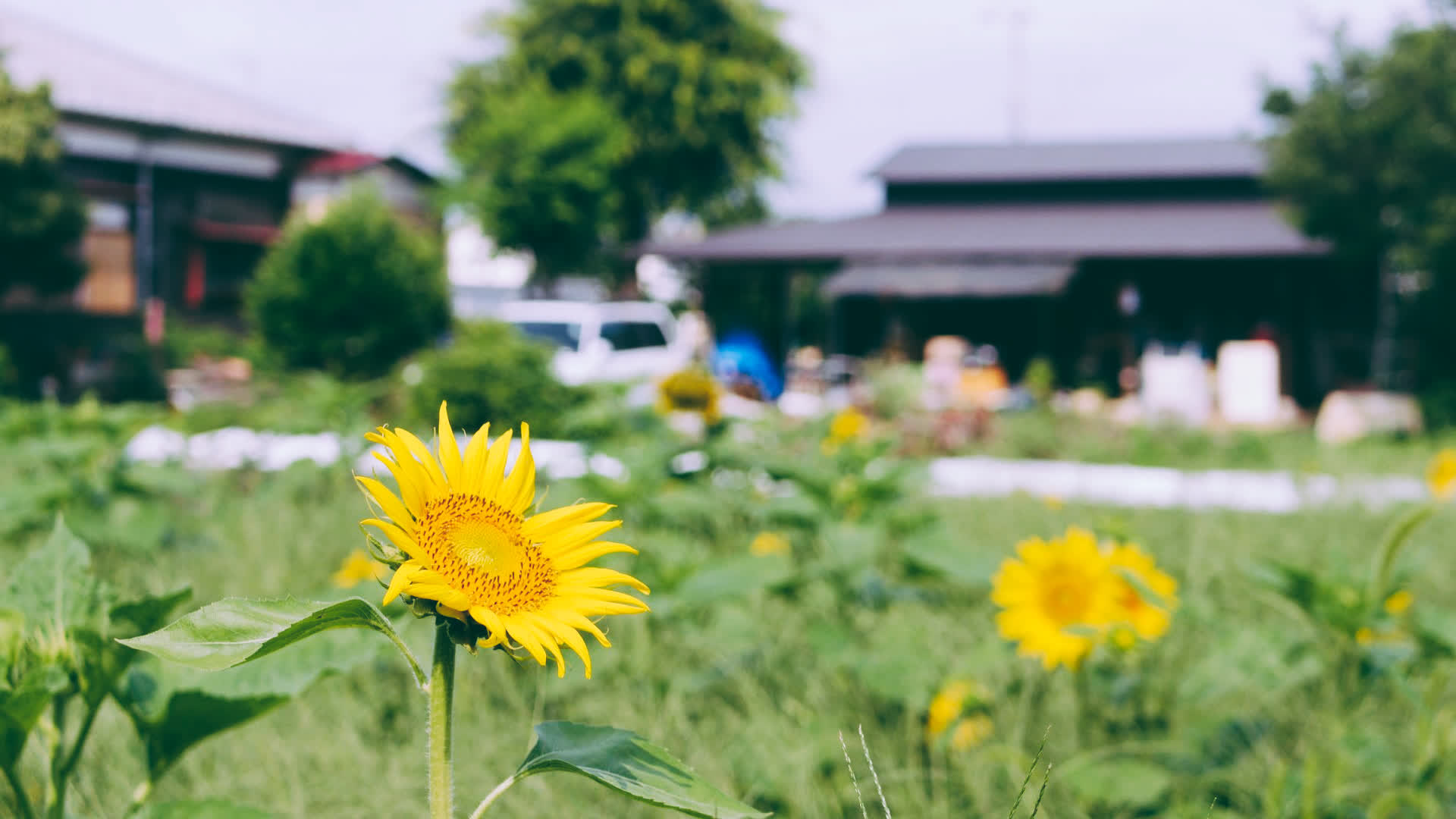 应用 LUT 后预览