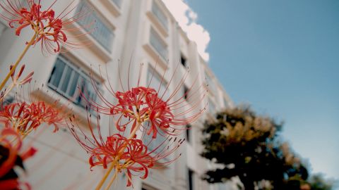 电影海报冷绿