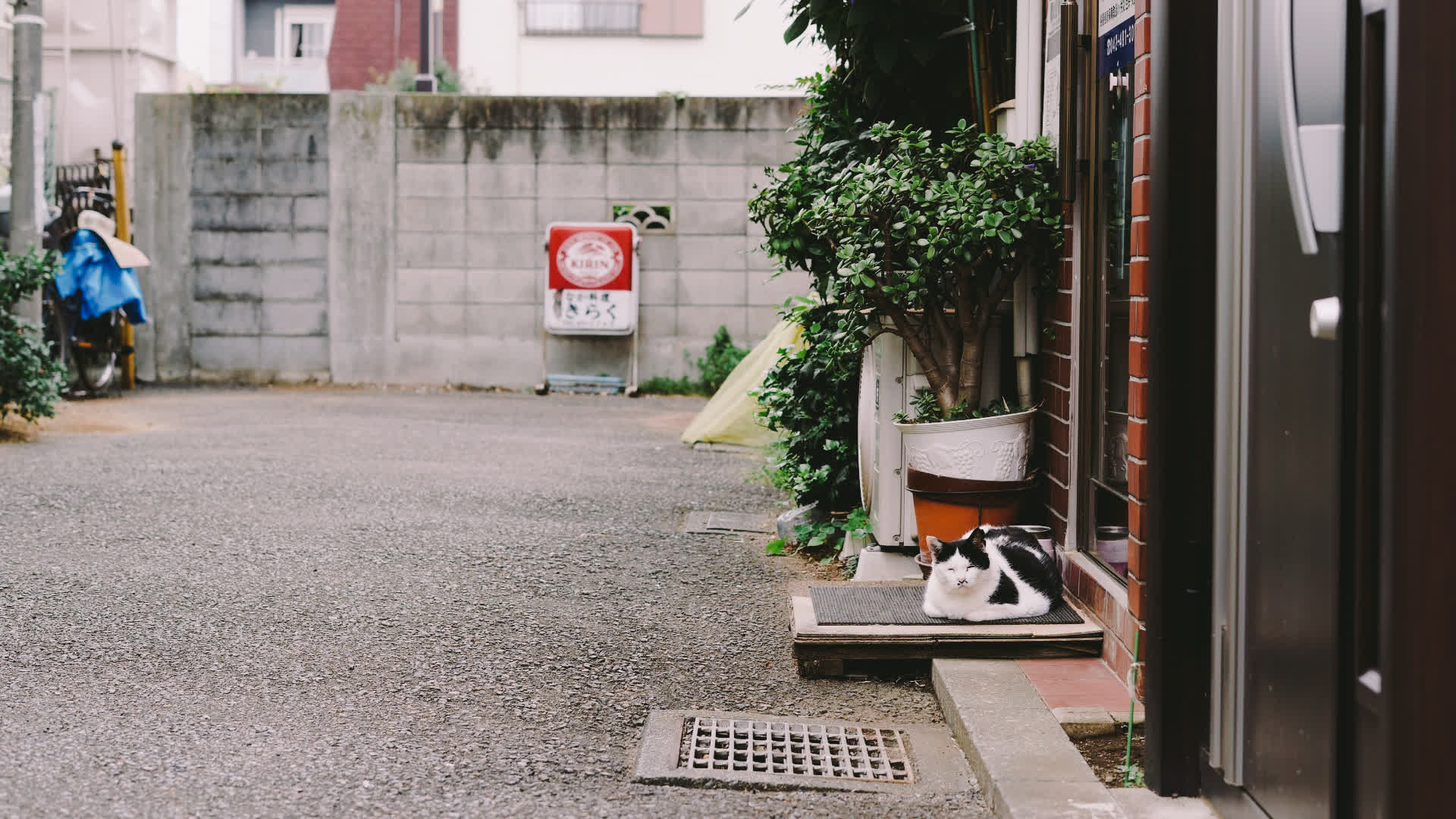 应用 LUT 后预览