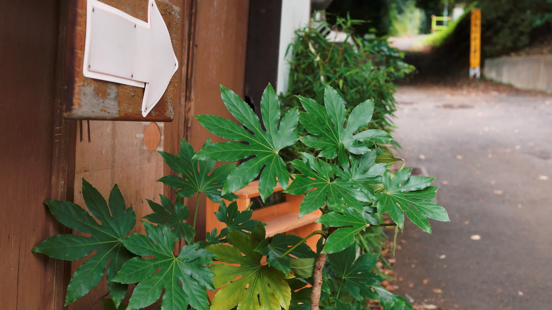 应用 LUT 后预览