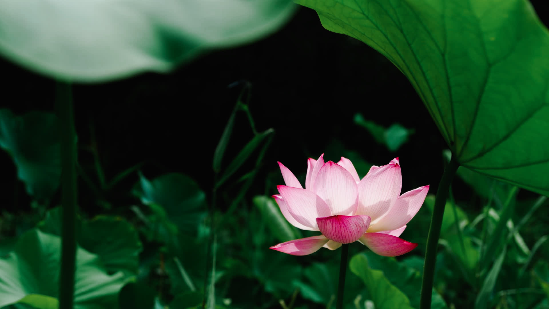 应用 LUT 后预览