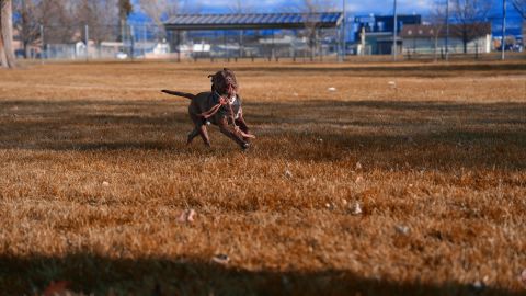 强烈蓝色天空绿色植被变为原子橙色