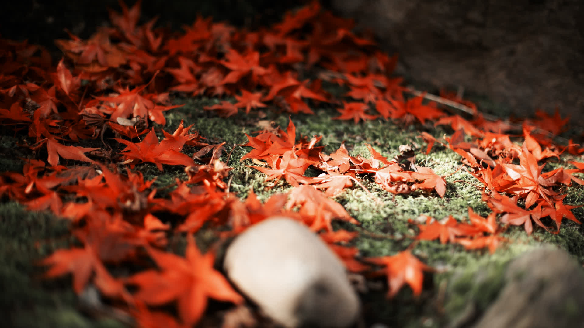 应用 LUT 后预览