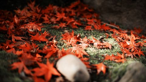 精美的褪色电影效果 保留红色 用于科幻或恐怖电影