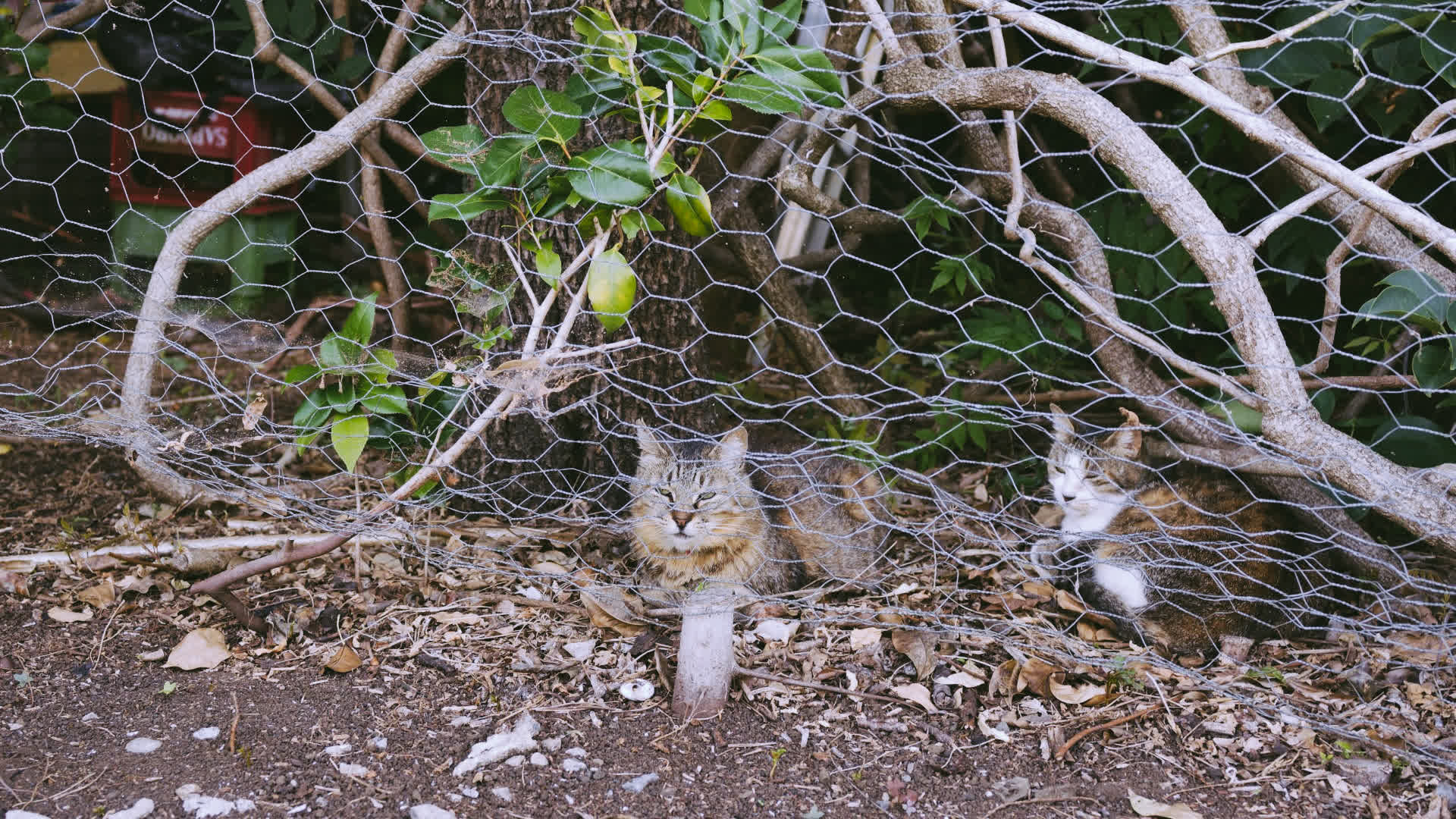 应用 LUT 后预览