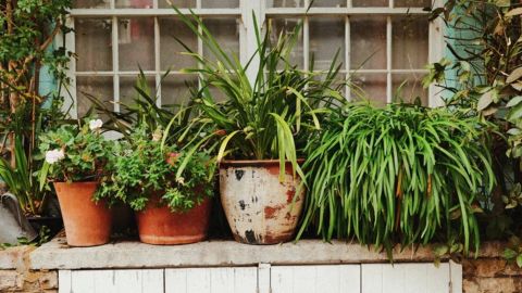 柯达彩色 200 增强版