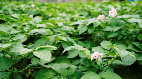 柯达 Kodachrome 64 Generic