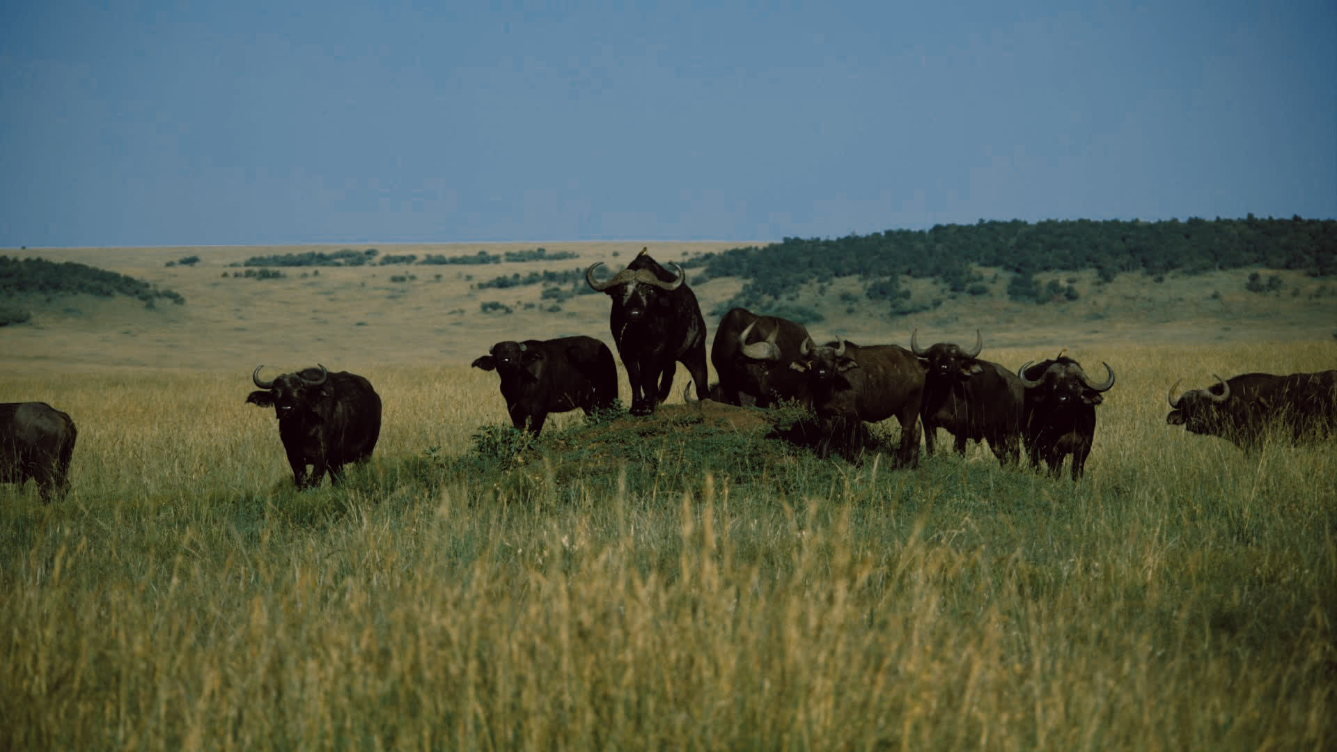 应用 LUT 后预览