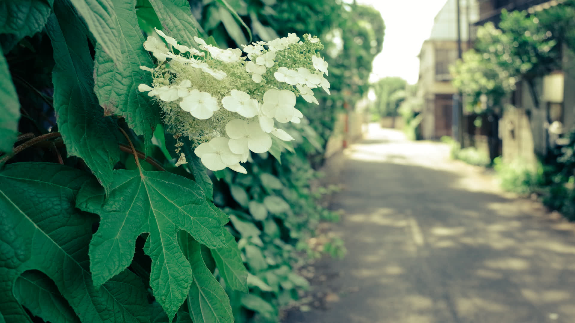 应用 LUT 后预览