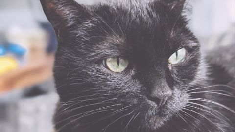 富士Fuji FP-100c 8 +++