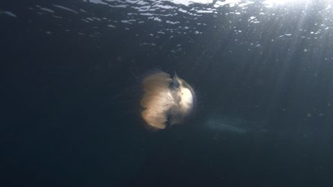 潜水微光水母