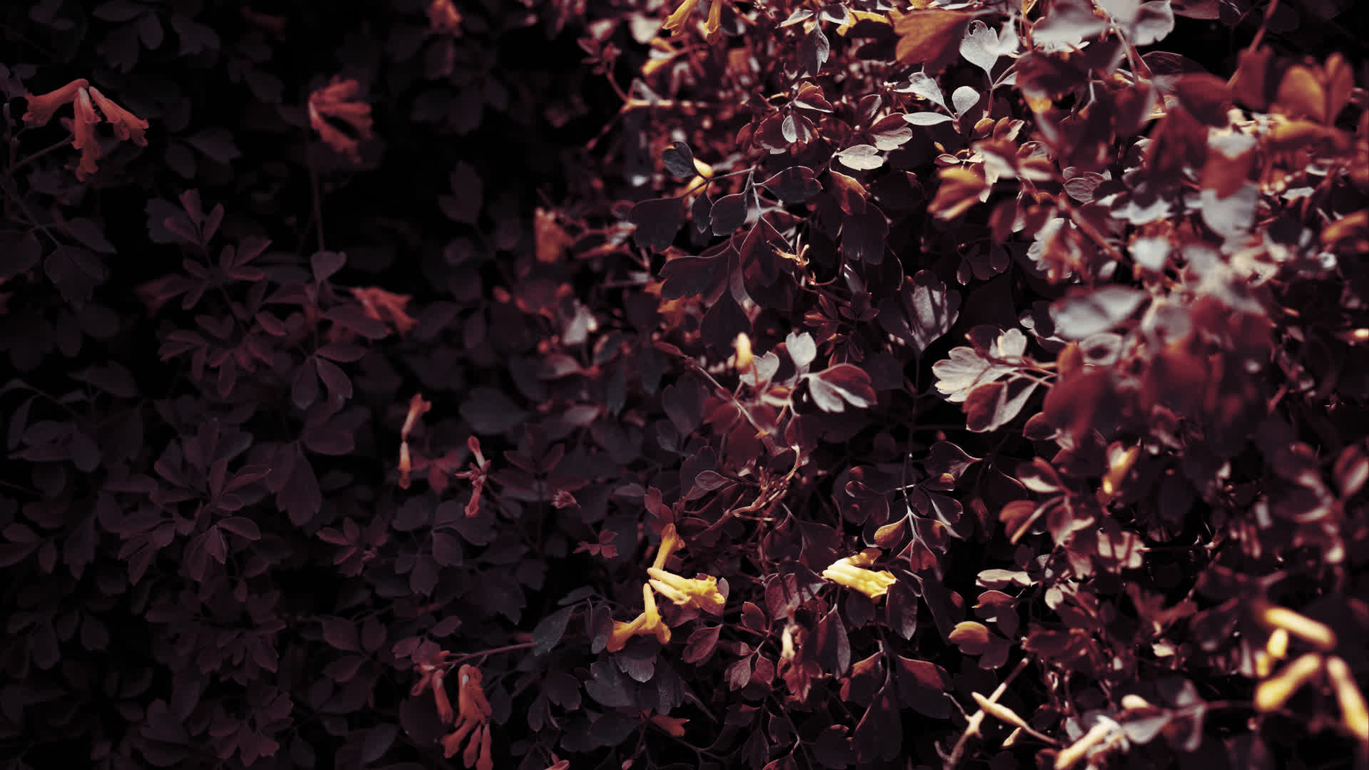 应用 LUT 后预览