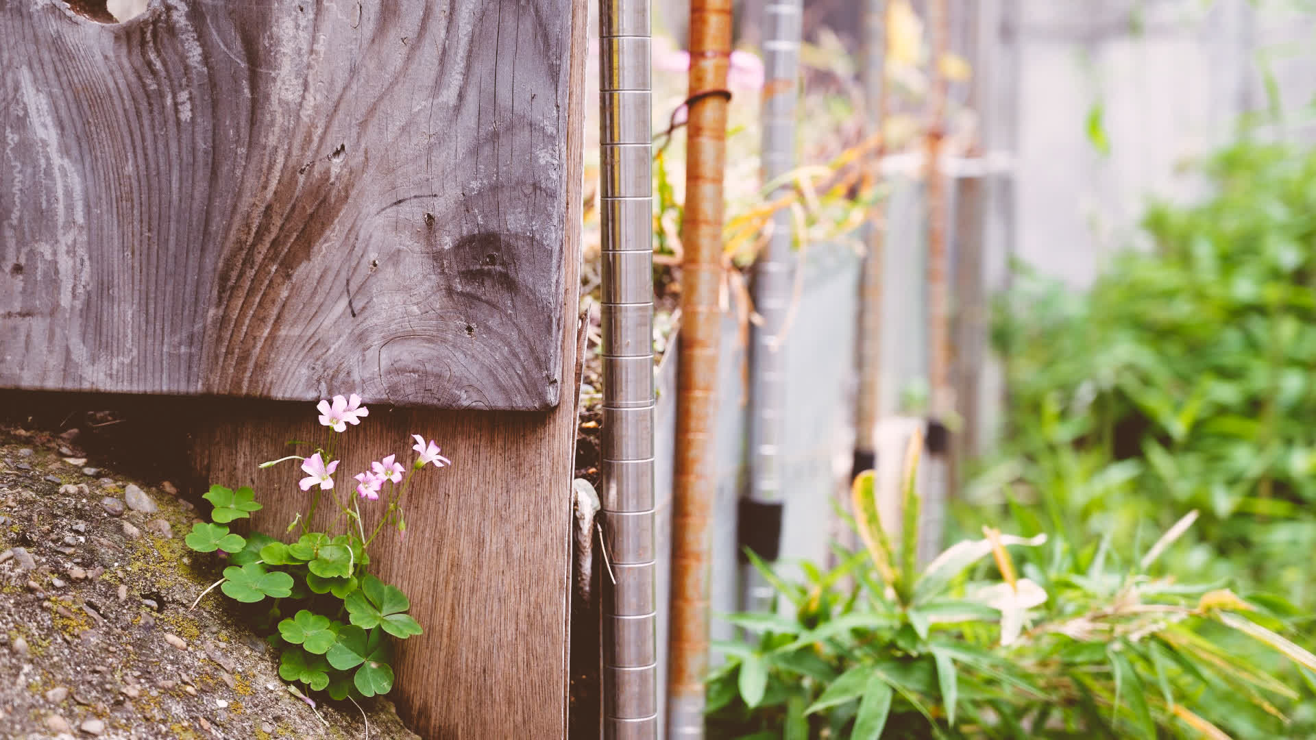 应用 LUT 后预览