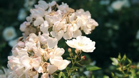 青青风格化升级版2