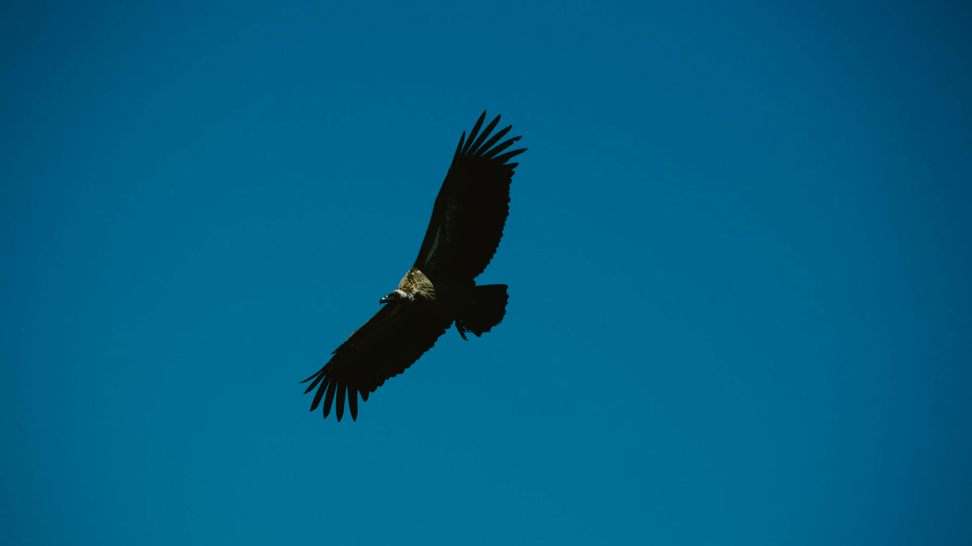 应用 LUT 后预览