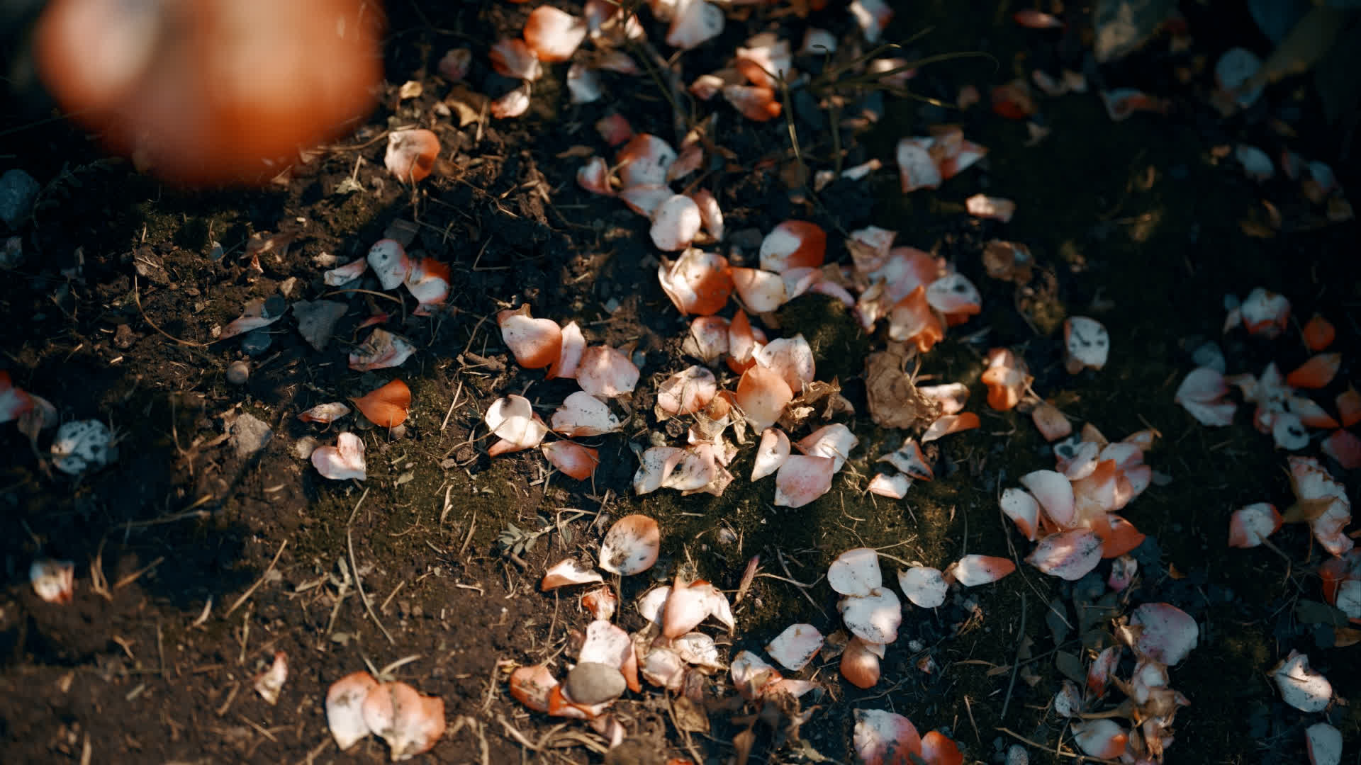 应用 LUT 后预览