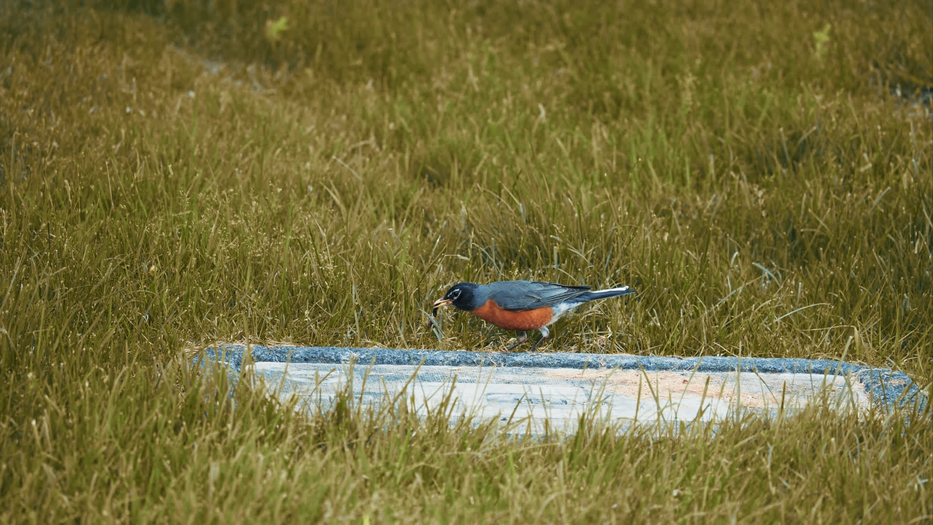 应用 LUT 后预览