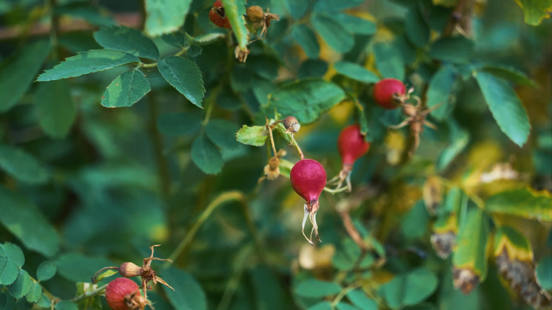 应用 LUT 后预览