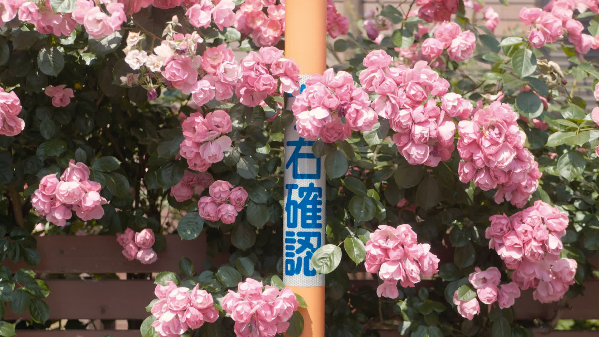 应用 LUT 后预览