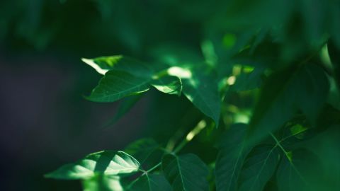 鲜艳的颜色和浅蓝色氛围