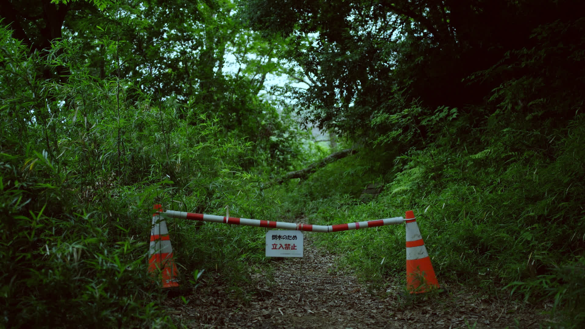 应用 LUT 后预览